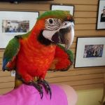 Арлекин гибрид попугаев ара  - птенцы из питомников европы