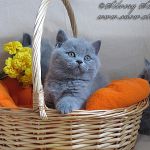 Британские голубые котята с плюшевой шерстью.