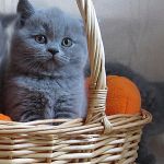 Британские голубые котята с плюшевой шерстью.