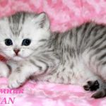 Британские  клубные котята вискас из питомника vivian.