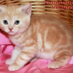 Британские котики красный мрамор на серебре