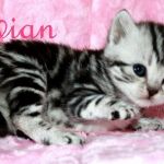 Британские  котята вискас из питомника vivian.