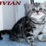 Британские  мраморные и вискас  котята из питомника vivian.