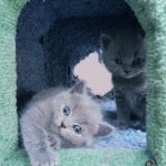 Британский котенок из питомника silvery snow