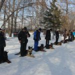 Дрессировка собак в омске