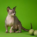 Милое, трогательное существо- Эльф, бамбино, Двэльф, канадский сфинкс.