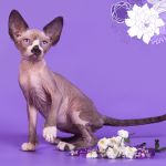 Милое, трогательное существо- Эльф, бамбино, Двэльф, канадский сфинкс.