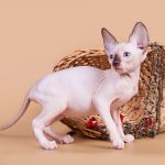 Милое, трогательное существо- Эльф, бамбино, Двэльф, канадский сфинкс.