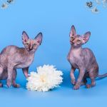 Милое, трогательное существо- Эльф, бамбино, Двэльф, канадский сфинкс.