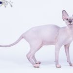 Милое, трогательное существо- Эльф, бамбино, Двэльф, канадский сфинкс.