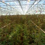 Газовая углекислотная среда в тепличных хозяйствах