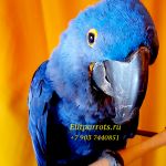 Гиацинтовый ара (Anodorhynchus hyacinthinus) ручные птенцы из питомников Европы