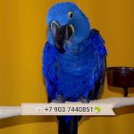 Гиацинтовый ара (Anodorhynchus hyacinthinus) ручные птенцы из питомников Европы