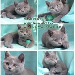 Голубые британские котята.