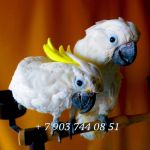 Какаду- абсолютно ручные птенцы из питомников Европы