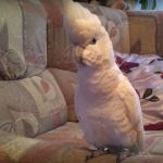 Какаду соломонов или соломонский