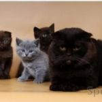 Клубные подрощенные котята