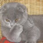 Клубные подрощенные котята