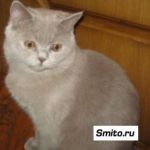 Клубные подрощенные котята
