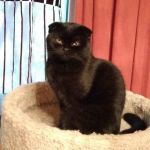 Клубные подрощенные котята