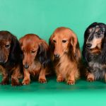 Кобели для вязки. Кроличья и мини д/ш такса. Случка.