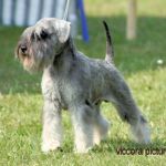 Красивые кобели Цвергшнауцера для вязки.