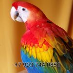 Красный ара (ara macao) - абсолютно ручные птенцы из питомников Европы