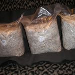 Мицелий грибов на зерне, мицелий на палочках, субстраты, почтово-транспортная рассылка