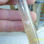 Мицелий грибов на зерне, мицелий на палочках, субстраты, почтово-транспортная рассылка