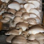 Мицелий грибов, субстраты, почтовая рассылка