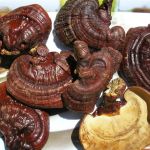 Мицелий грибов, субстраты, почтовая рассылка