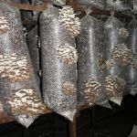 Мицелий грибов, субстраты, почтовая рассылка