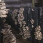 Мицелий грибов вешенки, субстраты грибов, почтовая рассылка