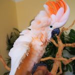 Молуккский какаду cacatua moluccensis - ручные птенцы