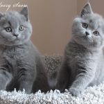 Британские  голубые котята из питомника Silvery Snow