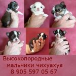 Чихуахуа. щенки редких окрасов, здоровенькие и красивые