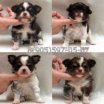 Чихуахуа эксклюзивные vip щенки.