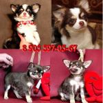 Чихуахуа красивые щенки, элитного шоколадного окраса.