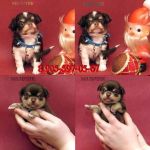 Чихуахуа образцово выращенные щенки