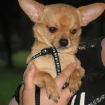 Чихуахуа вязка.Кобели для вязки.