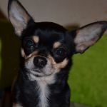 Чихуахуа вязка.Кобели для вязки.