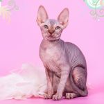 Эксклюзивная радость для Вас- Эльф, Бамбино, двэльф, сфинкс.