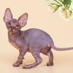 Эксклюзивная радость для Вас- Эльф, Бамбино, двэльф, сфинкс.