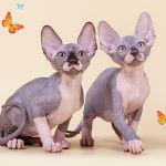 Эксклюзивная радость для Вас- Эльф, Бамбино, двэльф, сфинкс.