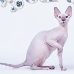 Эксклюзивная радость для Вас- Эльф, Бамбино, двэльф, сфинкс.