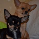 Кобели Чихуахуа для вязки (мини).