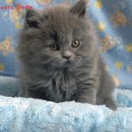 Красота и грация. хайлендеры - британская длинношерстная