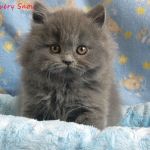 Красота и грация. хайлендеры - британская длинношерстная