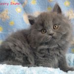 Красота и грация. хайлендеры - британская длинношерстная