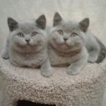 Купить британского котенка